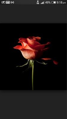 My rose are my kiss