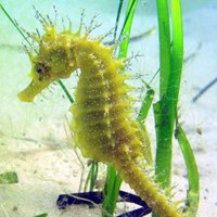 The Seahorse Trust(@seahorsecharity) 's Twitter Profile Photo