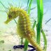 The Seahorse Trust (@seahorsecharity) Twitter profile photo The Seahorse Trust (@seahorsecharity) Twitter profile photo