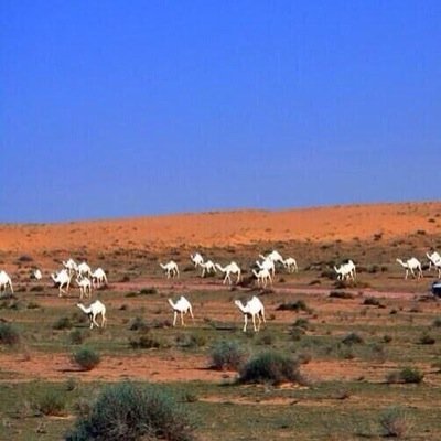 لاتـهمك ساعه الضيق ياالـبال الوسيـع•كل ضيقه تالـيتها ولو تبطي فرج،،
