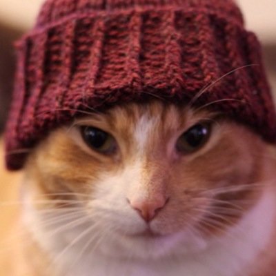 Cat lover 🐈🐈🌷🌷…. here for the truth! neither left nor right politically. Trust no one & find your own path in life!