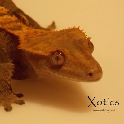 Xanderhum's profile picture. 