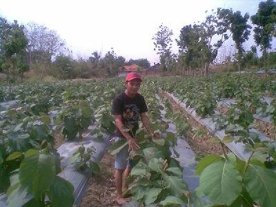 http://t.co/DgRcUZpkjv ( Produksi tanaman kehutanan & perkebunan. Penyedia jasa pembangunan Hutan dan Penyedia jasa Pembangunan Persemaian/pembibitan )