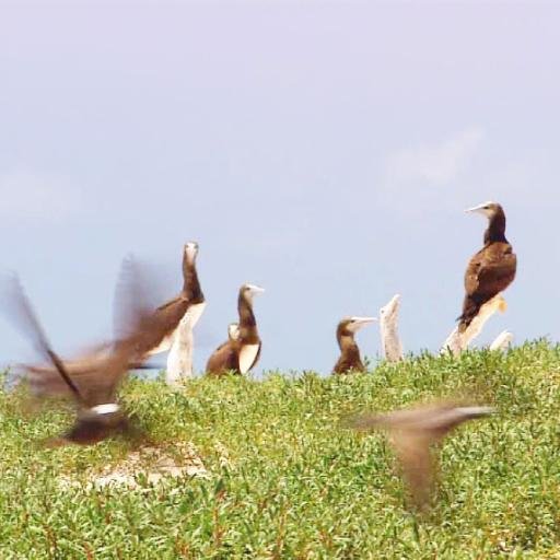 shafiul555's profile picture. 