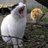 yukih_i's profile image