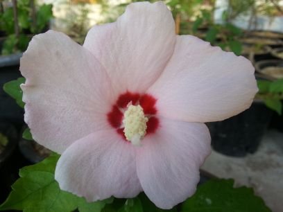 산이레농장
(무궁화, 구기자, 두릅, 죽순, 고사리,  도라지, 오미자, 도라지)