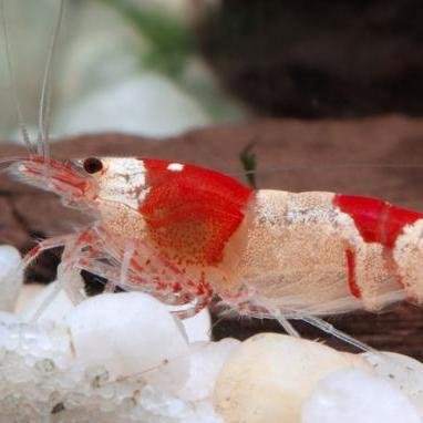 biangla_la's profile picture. 