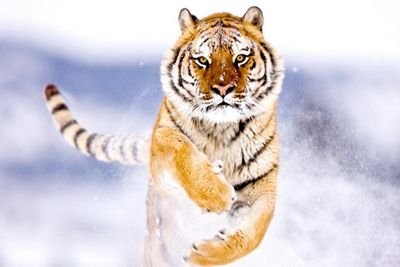 riabutzoon's profile picture. 