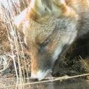 Ben Fox - @BenfoxBf - Twitter