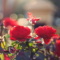 Masal (@askmasali26) Twitter profile photo