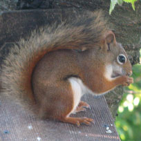 squirrels plant trees.
people make ideas, websites and problems. I'm involved in all of these.