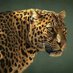 Junglevale Party (@270805roshan) Twitter profile photo
