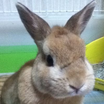 たつお