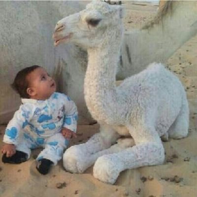 ‏‏‏‏‏‏‏‏‏‏بدوي احب البر واﻻبل وما يتعلق بها                                                          مع احترامي لجميع اﻻذواق