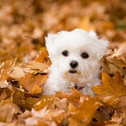 jacy_bravo's profile picture. 