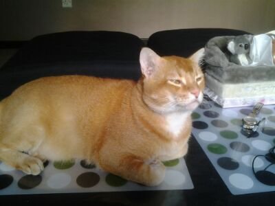 penguin_short's profile picture. 