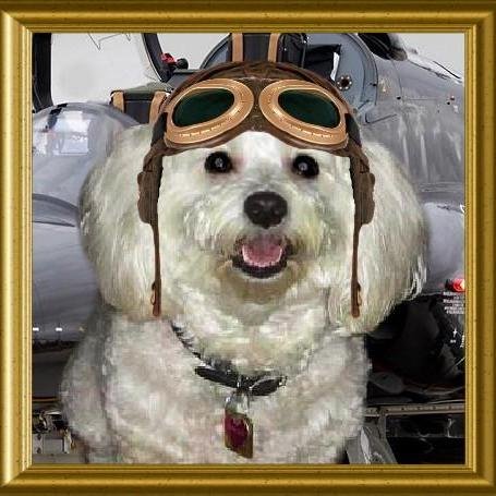 Lavishlair's profile picture. A unique, cage free doggy daycare designed exclusively for the enrichment of your small breed dog. 437 Albert St. Waterloo.