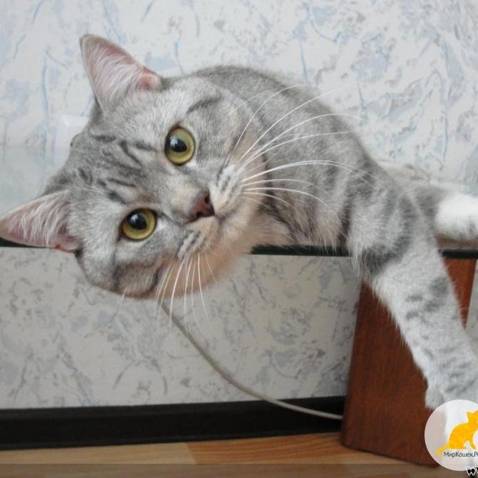 SergioShabani's profile picture. 