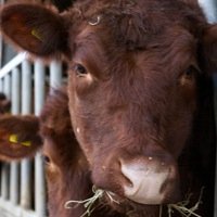 BrackAg's profile picture. Brackenhurst Agriculture, Southwell, Nottinghamshire. A beautiful rural campus with a 200ha estate running its own cattle, sheep and arable operations.