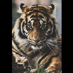 Keenan_Claasen's profile picture. We all about whatever and Whenever||IG: Keenan_Masonic||Rap Alliance||Masonic_Productions