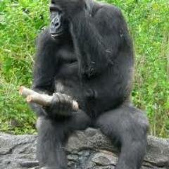 shdjdjdbdbe's profile picture. Ball isn't life, web design is.