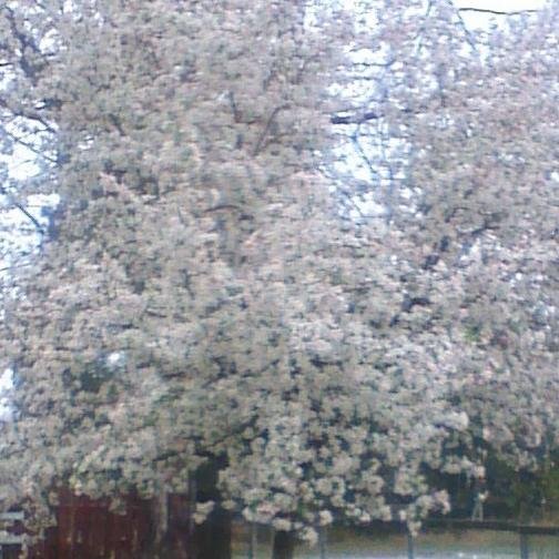 melfeld's profile picture. I'm that old lady sitting in the back of your lit class