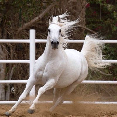 سبحان الله وبحمده سبحان الله العظيم