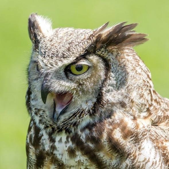 usasaun's profile picture. เหมือนพวกนกฮูก เลยใช้นกฮูกแทนตัว เจ้านกฮูกตัวนี้ให้ชื่อว่า อุษาศร (Usassun) แปลว่า ศรแห่งรุ่งอรุณ ส่วนเราชื่อเล่น ศร นอนตอนใกล้รุ่ง