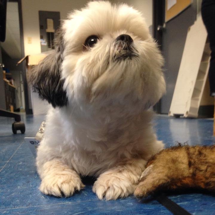 oscar_msvu's profile picture. Hi everyone! My name is Oscar the therapy dog. Come visit me Thursdays on campus, I'll be your listening ear, and all I ask for is a friendly pat in return.