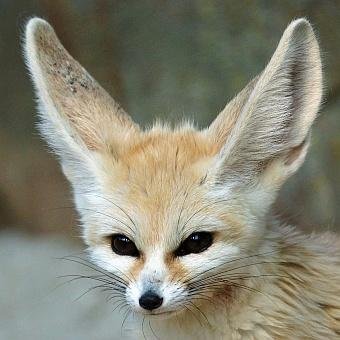 ffffennek's profile picture. # Für'n Fuchs reichlich dumm # @fennek@cyberplace.social (hier aber erstmal noch regelmäßig) # NickPic by Helen Haden CC BY-NC 2.0  https://t.co/UqAnbgDiKw…