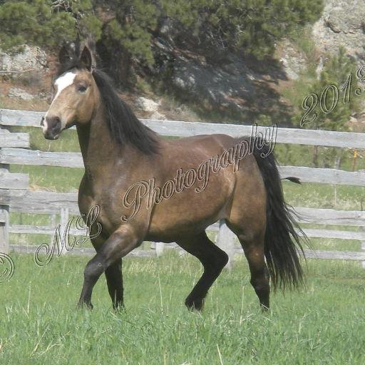 Small town gal, avid horseman; animal lover and aspiring photographer in the beautiful Black Hills of SD!! Member of the International Horsemanship Association