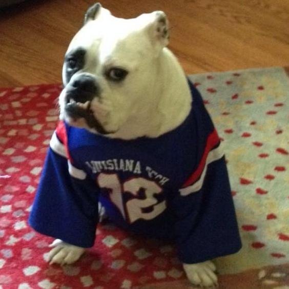 I am TUGA. T for LA Tech and UGA for Uni of Georgia. I love you I love you I love you pet me rub my belly go dawgz.