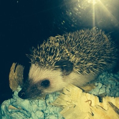 WarsGnar's profile picture. 