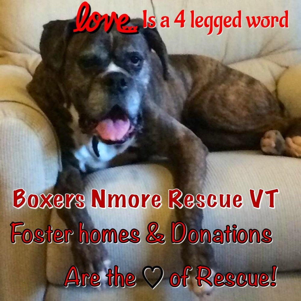 PLZ FOLLO & RETWEET US to SAVE & HELP BOXERS #Volunteer #Donate #foster #nonprofit #AdoptDogs #DogsOfTwitter #BoxerDogs #Boxers #lovedogs #Vermont #DogRescue 🐾