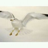 بساط الحب (@nesae55) 's Twitter Profile