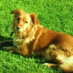 I was diagnosed with incurable Mitral Valve Disease Nov 2013 & now dying very soon.Furever friend of @allanimalrights #AAR FOLLOW -- #MyDyingBambi