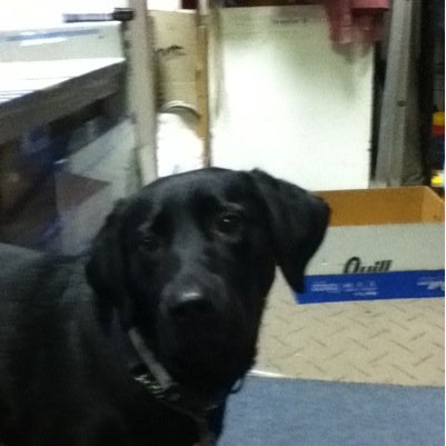 puppypower843's profile picture. 