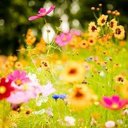 Patsy Sanchez - @patsylsf - Twitter