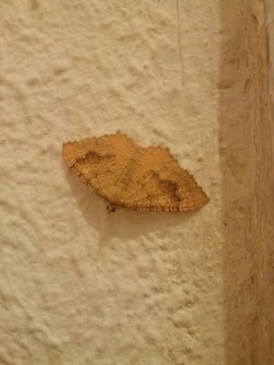 Woont in : Drenthe.  Geboren in: Zwolle(Overijsel).  Favo Muziek: Nederlandstalig (Hit van eigenbodum)