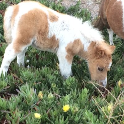 RawViolets Ranch Body piercing & Tattoo - ranch Mini horses Pygmy goats huge body Jewerly selection call any time for an appointment (805)268-3050