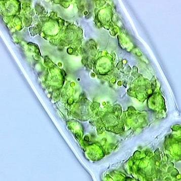 cellwall2k14's profile picture. Just a young cell wall protecting plant cells from mechanical damage