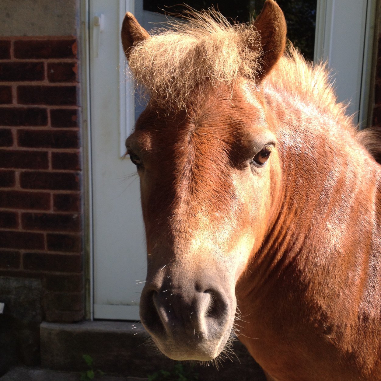I am a 5 year old shetland pony named Red Roofs Little Rascal aka Jasper. 
The shorter the pony, the closer to hell. 3 
Hobbies: getting fat & scatching.