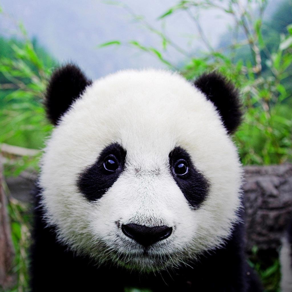 Alexis0284's profile picture. I love pandas and Call of Duty