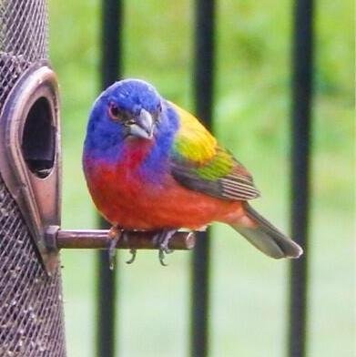 Re-tweets of cool bird pics I find on twitter!