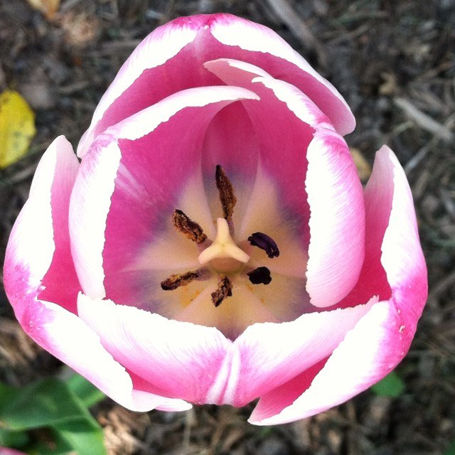 asifa716's profile picture. Just livin the life; The Good, The Bad, and The Everthing in between