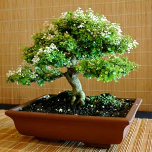 Bonsai enthusiast. I love to prune things.