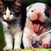 CuteTubeVideos (@cutetubevideos) Twitter profile photo CuteTubeVideos (@cutetubevideos) Twitter profile photo