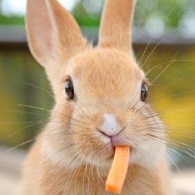 ブログを読むのが好き(●´ω｀●)  毎日食べて笑っていられたら幸せ♡  はてブチェックが趣味♪
たまにダイエット記事を書かせてもらってます！