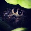 chihuahuasnip3r's profile picture. The one that says the stupid. Please ignore my ignorance XD