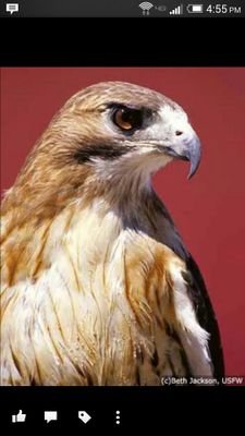 drhawk79's profile picture. 